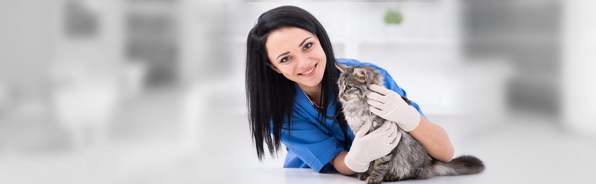 Comprehensive vet care, kitten getting vet care